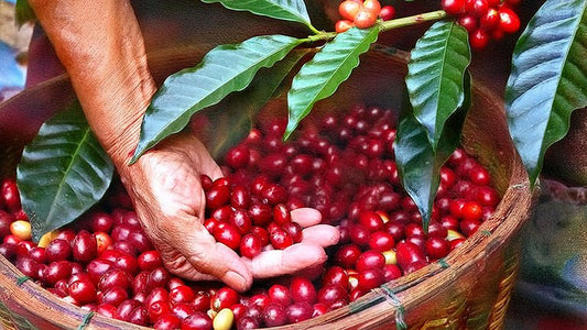Innovations in organic coffee farming - Roast28
