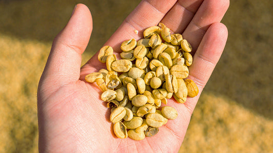 Roast28 | How weather impacts coffee prices | green coffee beans