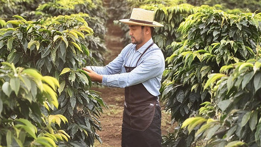 Understanding coffee bean origins: Mexico - Roast28