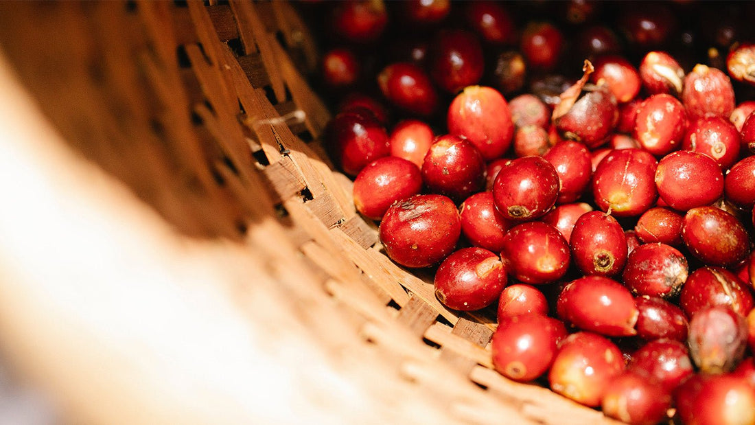 6 benefits of USDA Organic certified coffee - Roast28