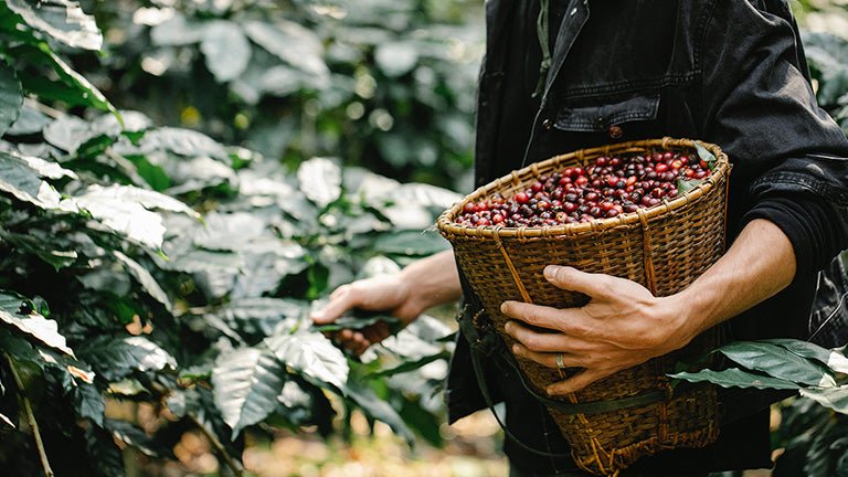 Climate change mitigation through organic coffee farming - Roast28
