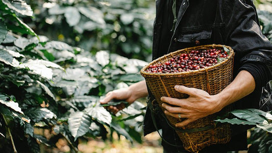 Climate change mitigation through organic coffee farming - Roast28