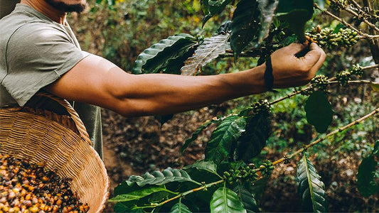 Focus on economic sustainability of coffee production - Roast28