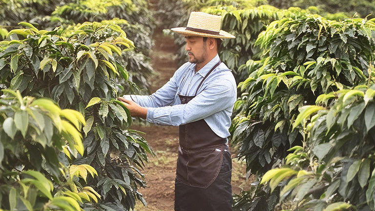 Roast28 | coffee bean origins Mexico | farmer picking berries