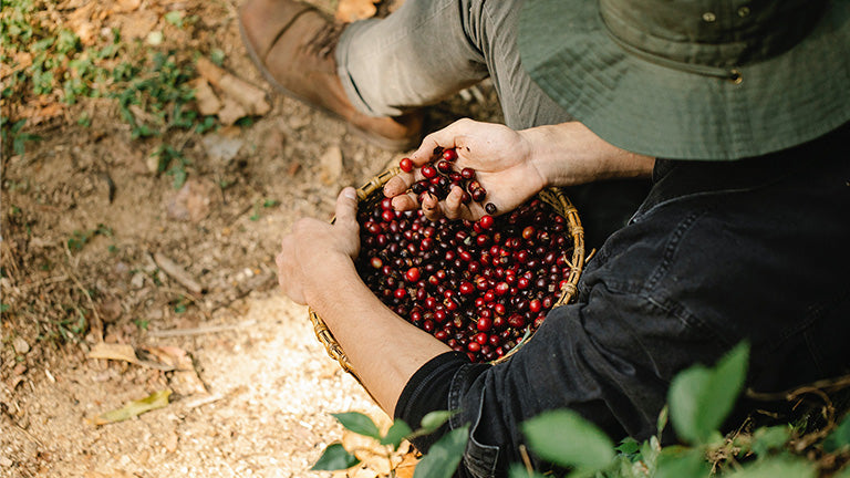 Roast28 | understanding coffee bean origins Peru | farming berries