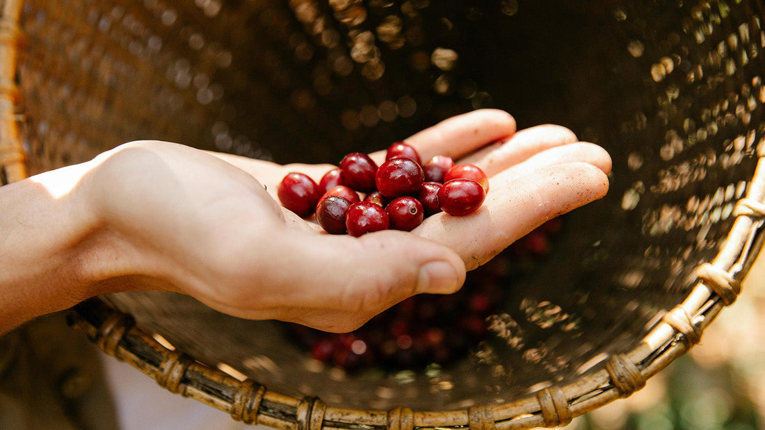 Roast28 | coffee bean shortages | coffee cherries farmer