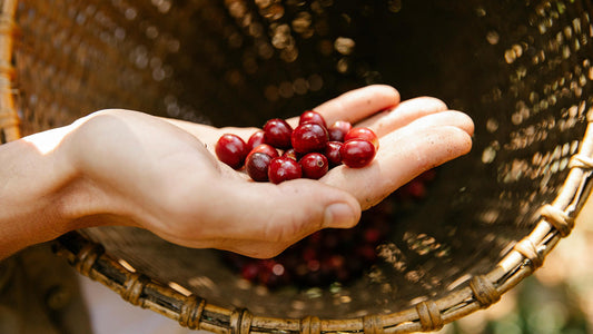 Roast28 | coffee bean shortages | coffee cherries farmer