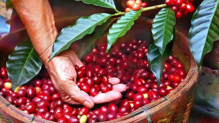 Roast28 | innovations organic coffee farming | ripe arabica cherries