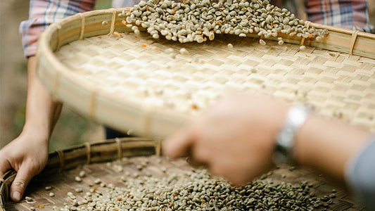 Roast28 | organic coffee supports sustainable livelihoods farmers | green beans