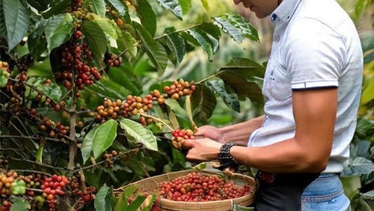 Roast28 | smallholder coffee farmers | harvesting ripe arabica cherries