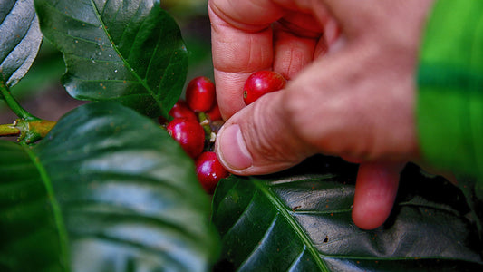 Roast28 | understanding transparent sourcing coffee | farming