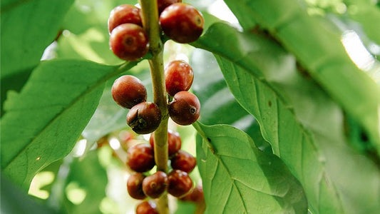 The rise of shade-grown coffee - Roast28